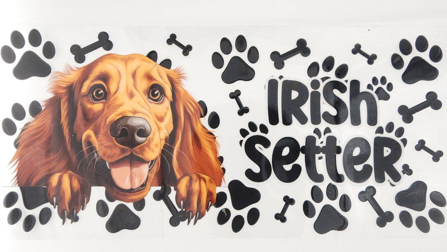 Irish Setter 01