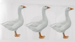 Goose 07