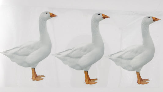 Goose 07