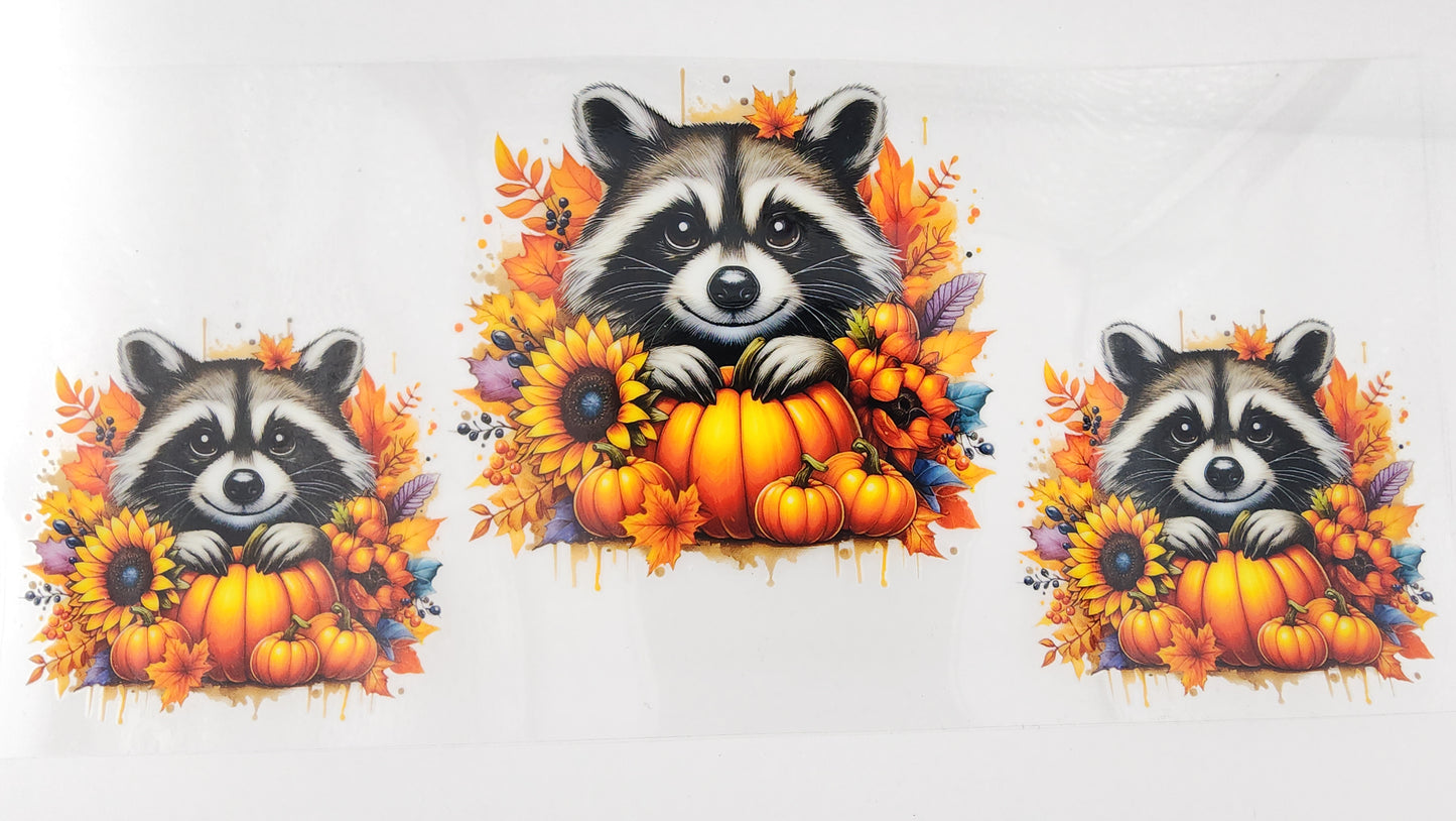 Racoon 02