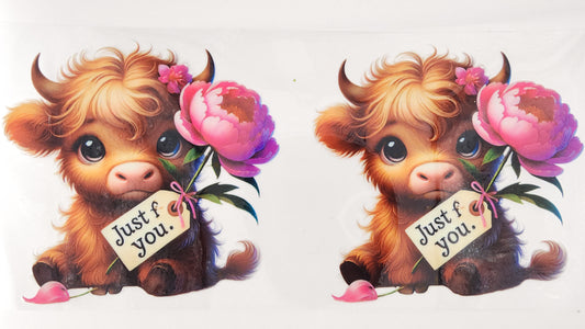 Cow 07