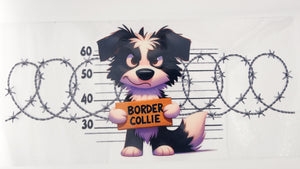 Border Collie 01