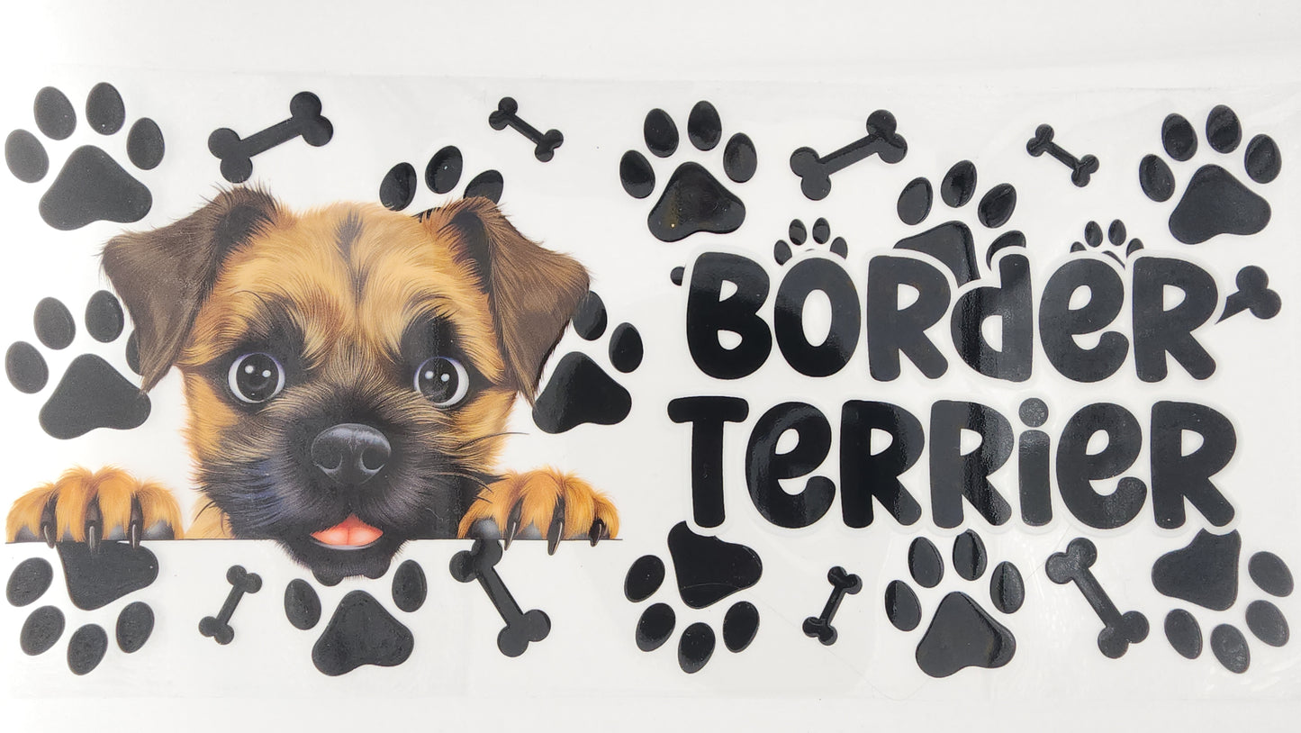 Border Terrier 01