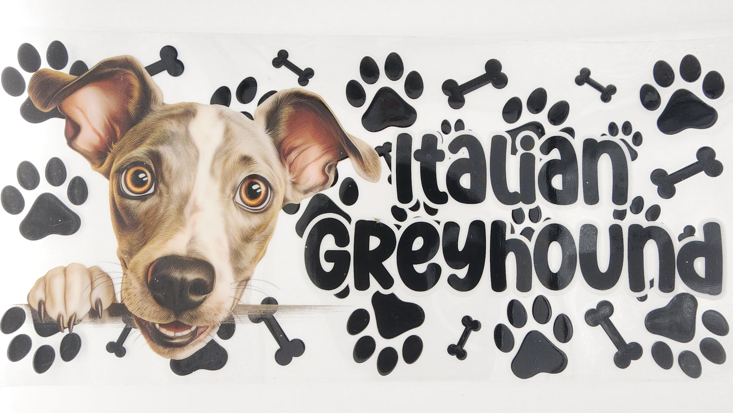 Italian Greyhound 01