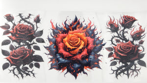 Roses 05